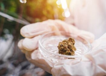 medizinisches Cannabis