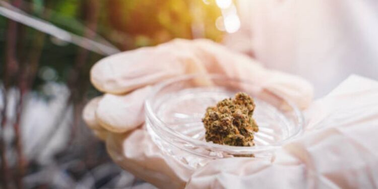 medizinisches Cannabis