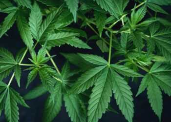 Legale Cannabinoide in Deutschland