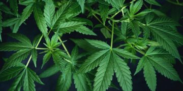 Legale Cannabinoide in Deutschland