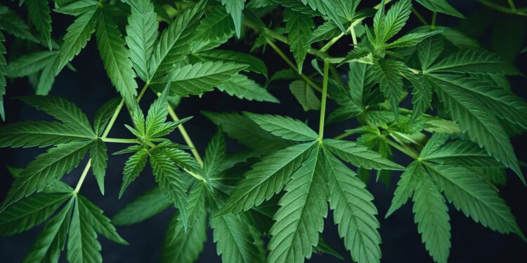 Legale Cannabinoide in Deutschland